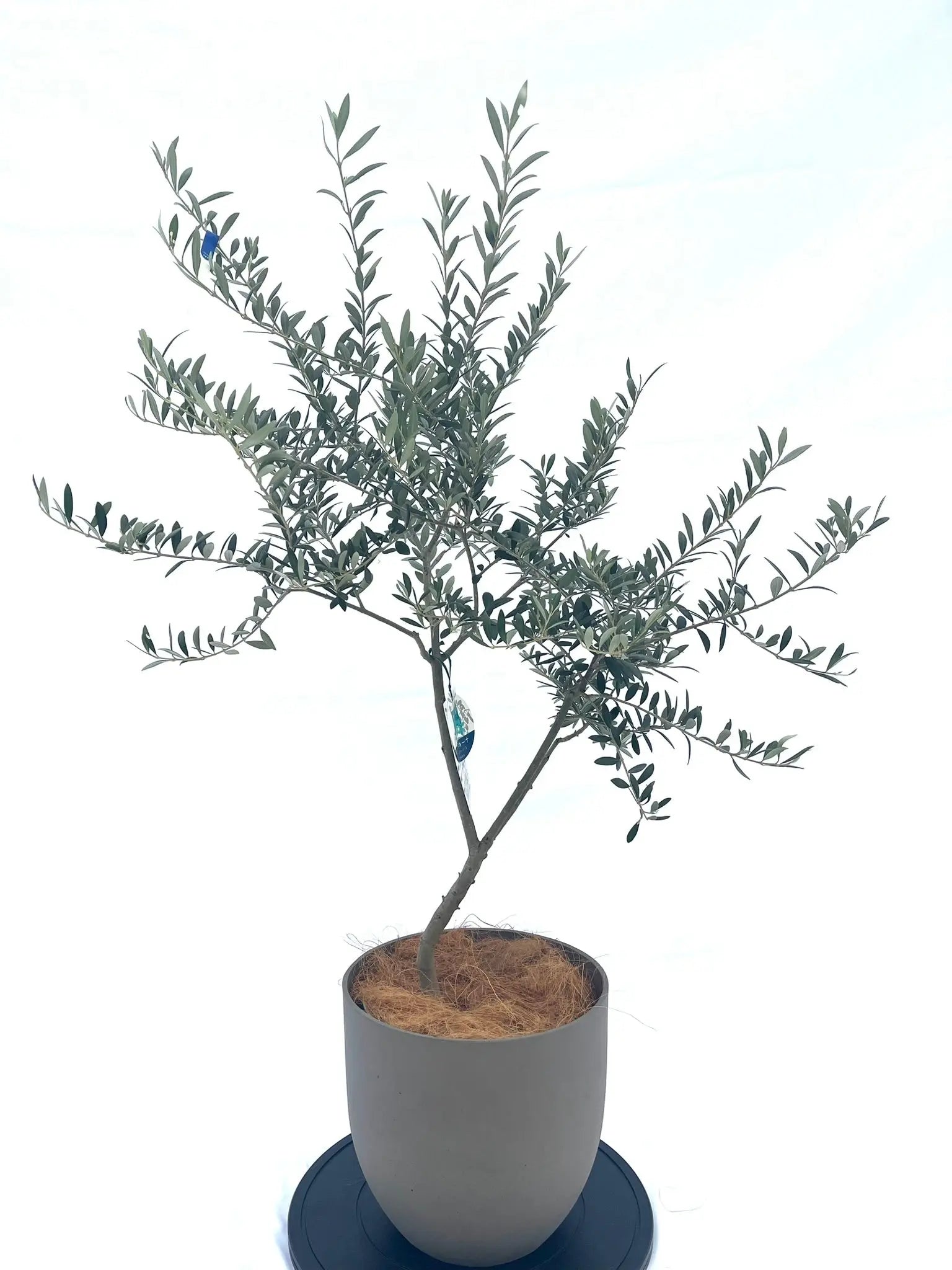 オリーブ・アーベキーナ 100cm 7号 - 植物と暮らす m-plant
