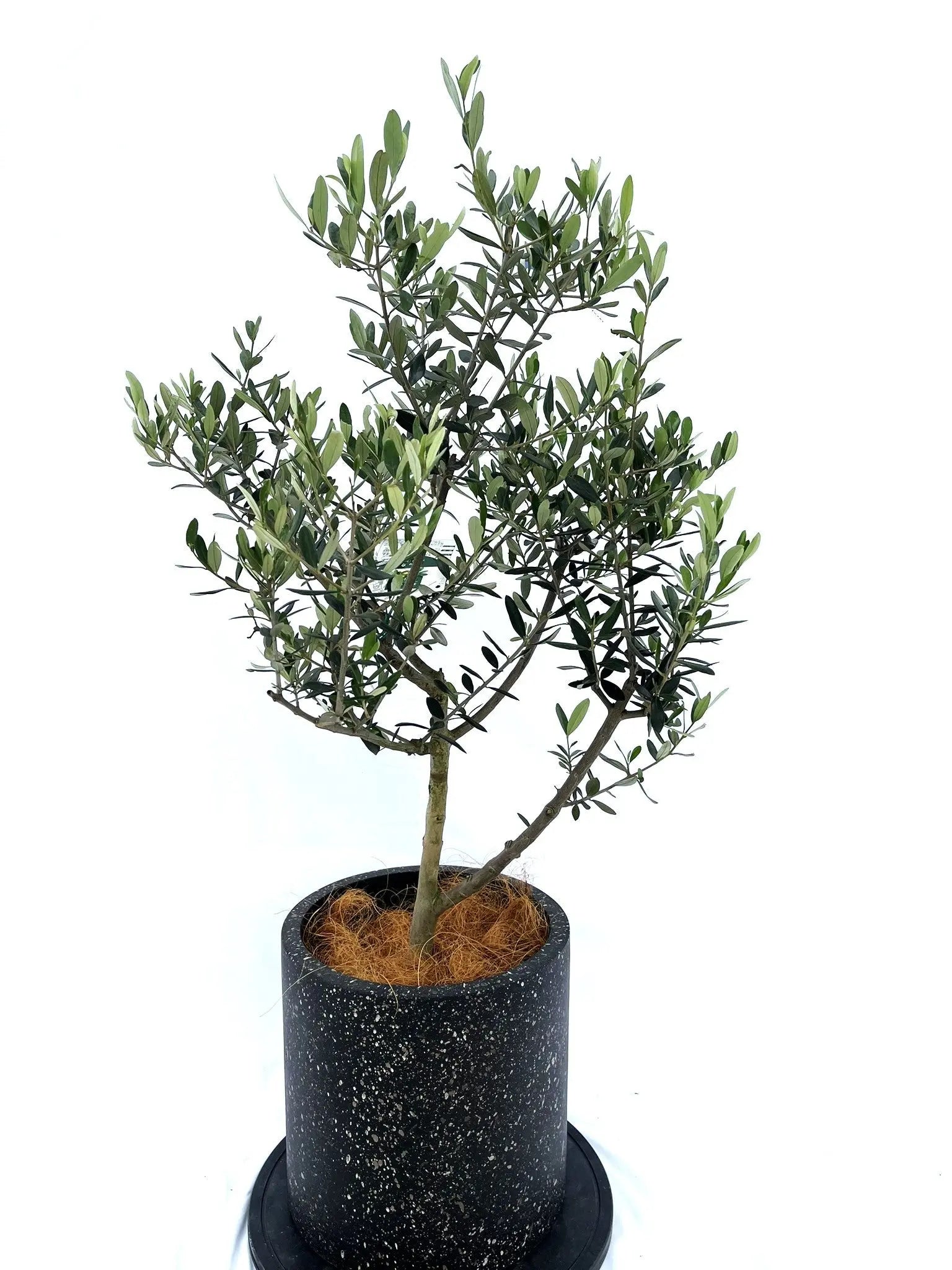 【引取限定】オリーブの木　低木仕上 引取限定】オリーブの木 低木仕上