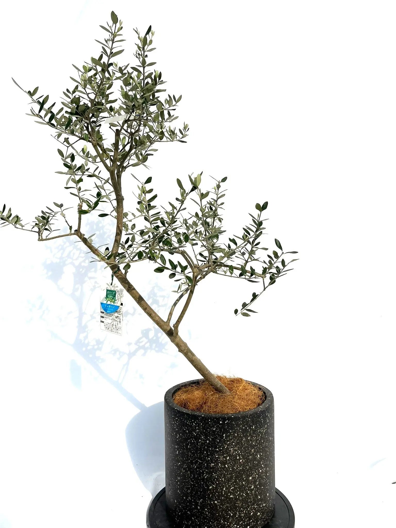 レッチーノ Mサイズ 約120cm NO.10271 オリーブの木 品種名 レッチーノ Mサイズ 約120cm NO.10271 オリーブの木 品種名