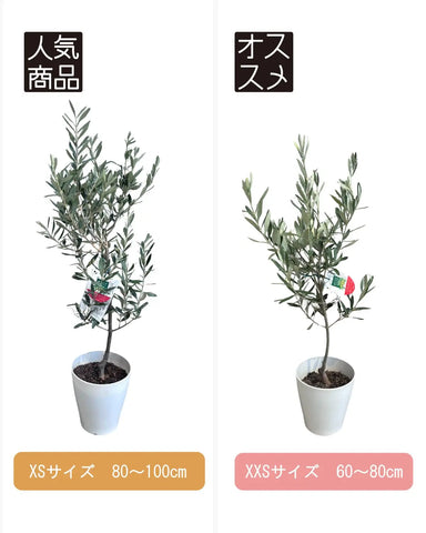 おまかせオリーブ|XXS/XSサイズ|人気8品種から厳選お届け 株式会社鶴亀園