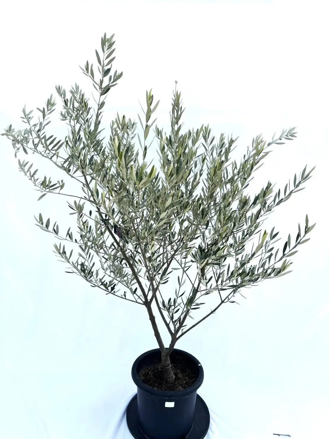 オリーブの木 ピクアル 10号 約160cm NO.687 人気品種 現品掲載 オリーブの