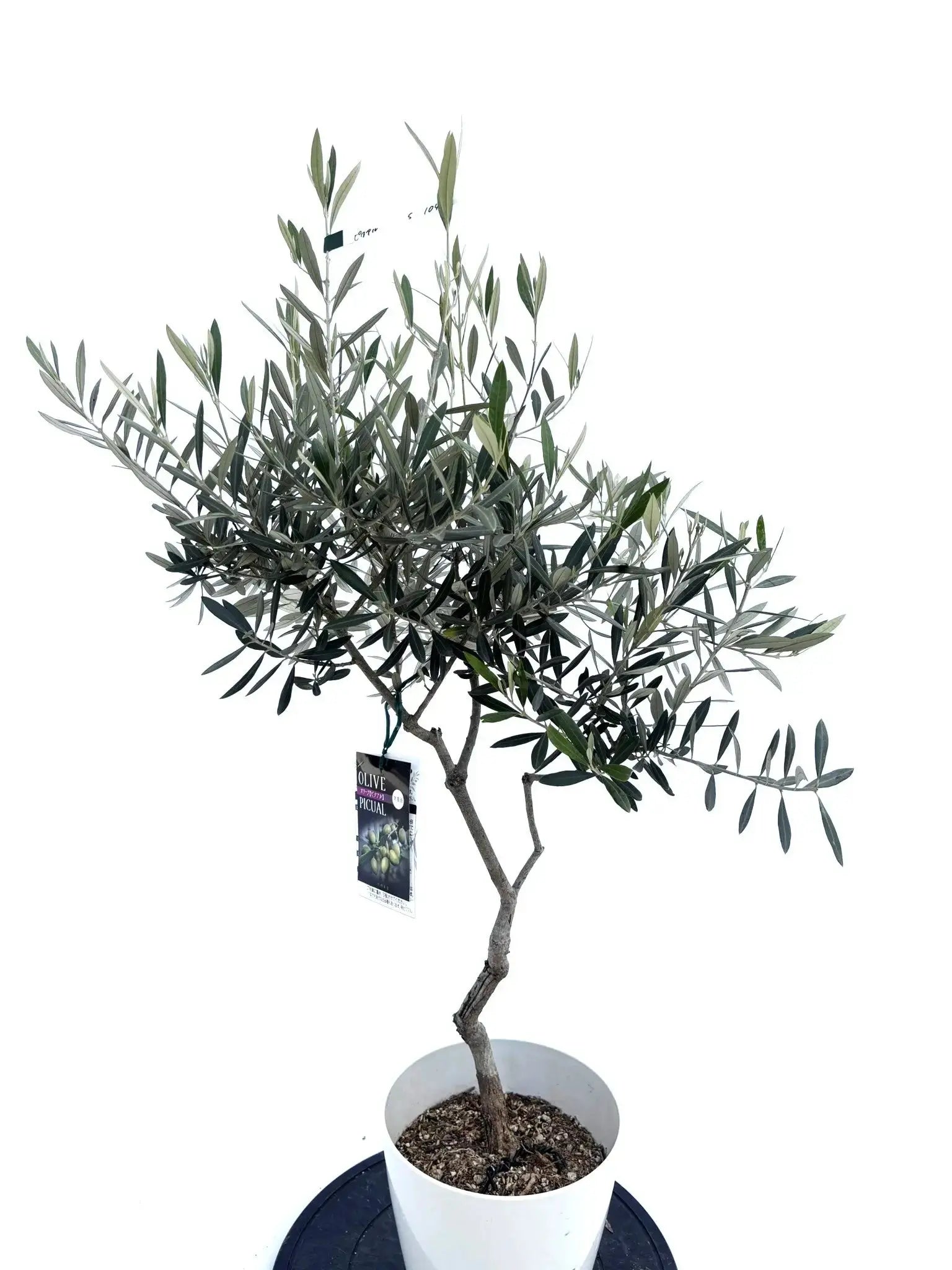 ピクアル Sサイズ 約100cm NO.10466 オリーブの木 - 株式会社鶴亀園