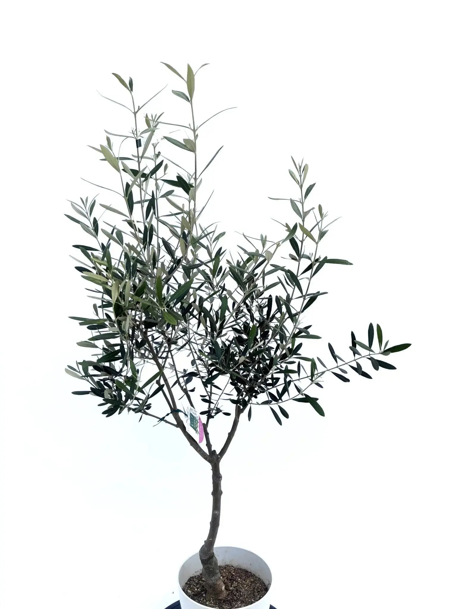 オリーブの木 ミッション / 653 NEWミッション（オリーブの木）｜S