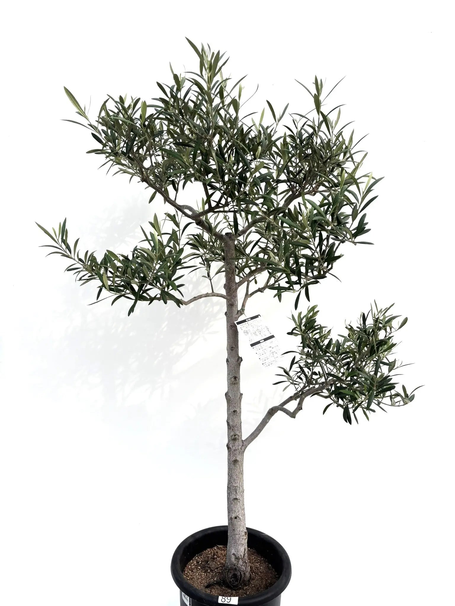 オリーブの木,た植物/観葉植物 エルグレコ『綺麗な樹形。樹高㌢』 人気・直立型・室内OK】エルグレコ（オリーブの木）〈開帳型〉｜130cm