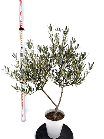 NEWミッション(オリーブの木)|Sサイズ|NO.10726|約115cm|人気・直立型・シンボルツリー向き