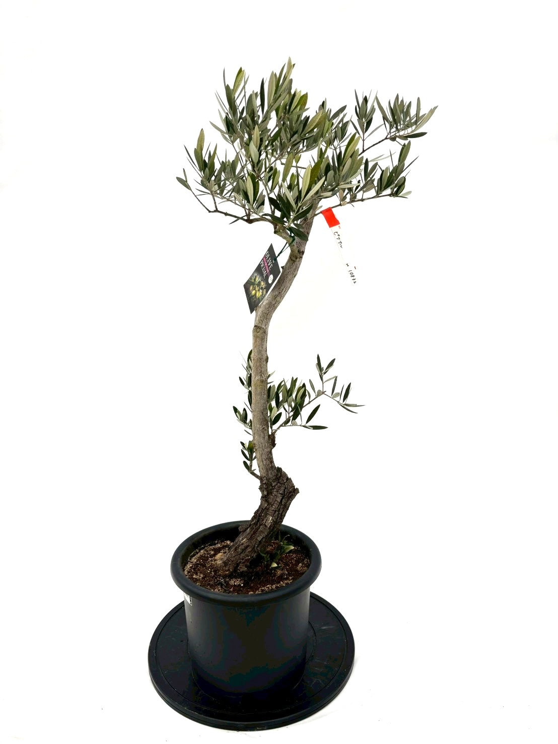 NEWピクアル（オリーブの木）｜Mサイズ｜NO.10832｜約100cm｜人気・銀