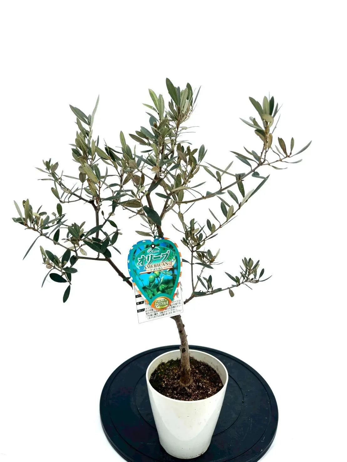 NEWアメリカン（オリーブの木）｜XXSサイズ｜NO.10841｜約65cm｜希少