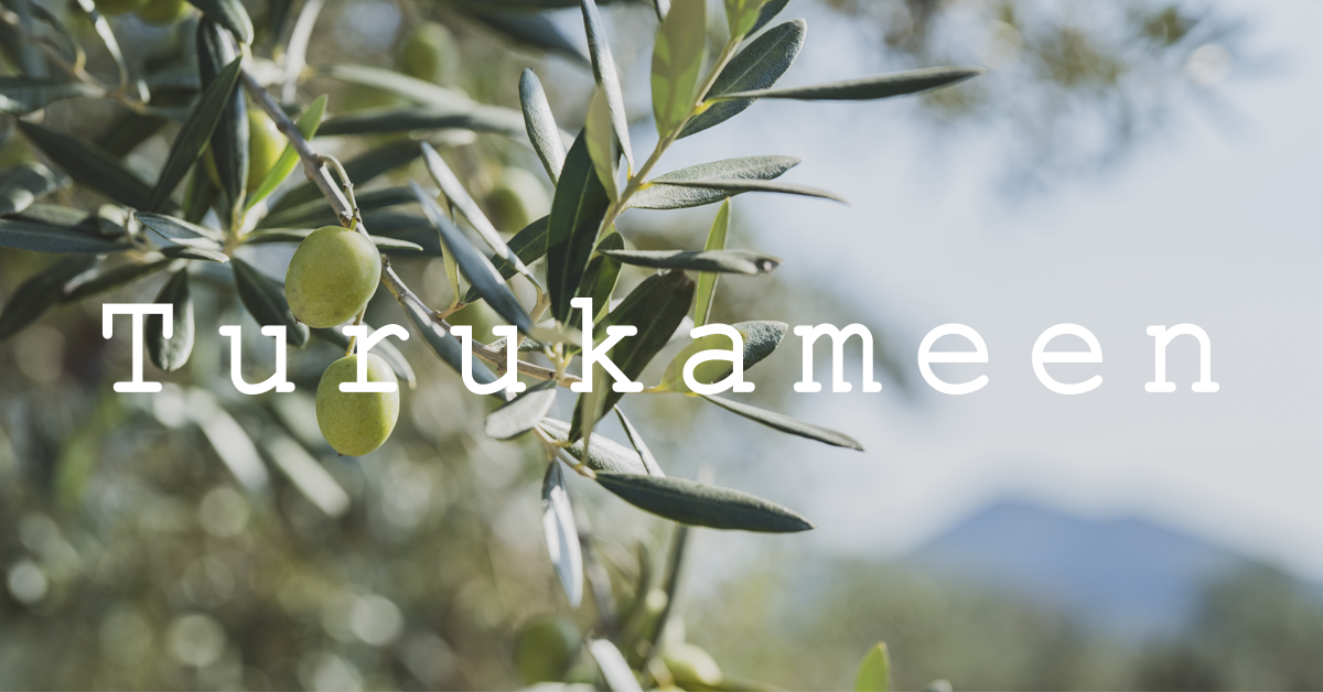 オリーブ品種紹介|セビラノ(Sevillano)の特徴と育て方ガイド – 株式 オリーブ品種紹介|セビラノ(Sevillano)の特徴と育て方ガイド – 株式