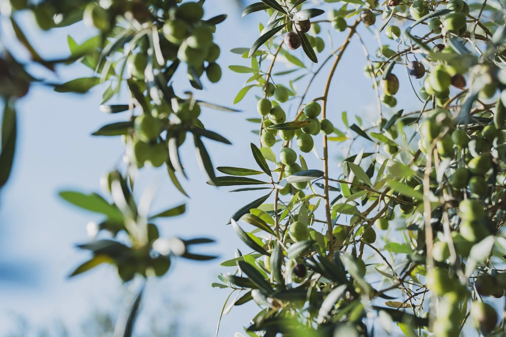 ページのサムネ