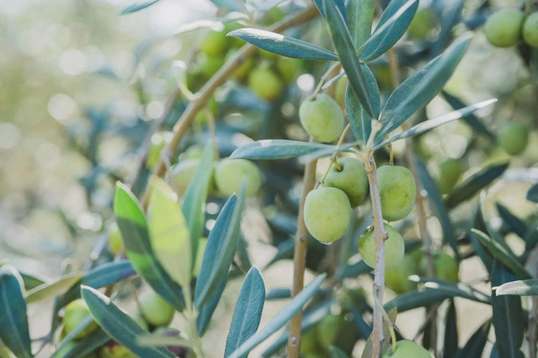 ページのサムネ