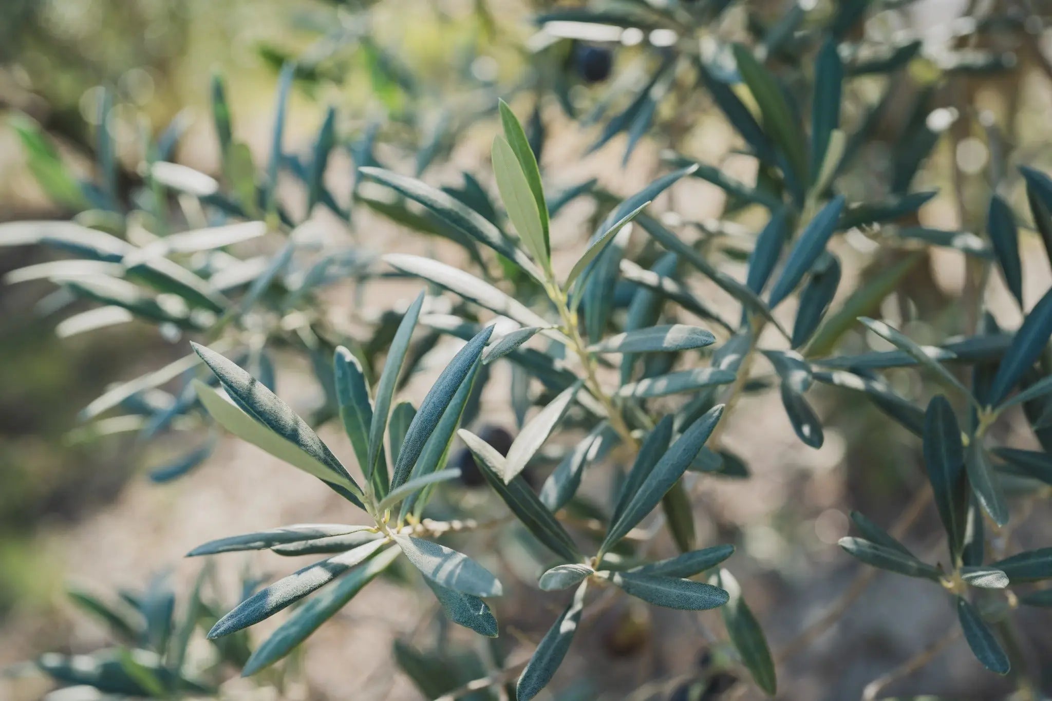 ページのサムネ