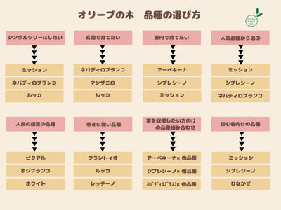 オリーブの品種の選びに困っている方に！