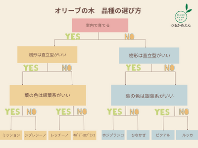 オリーブの品種の選びに困っている方に！