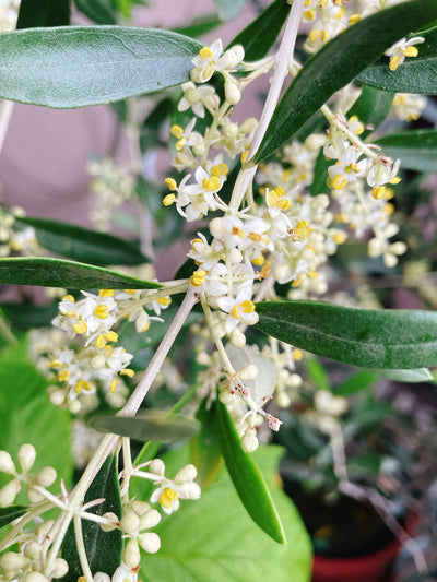 オリーブの花言葉って何？