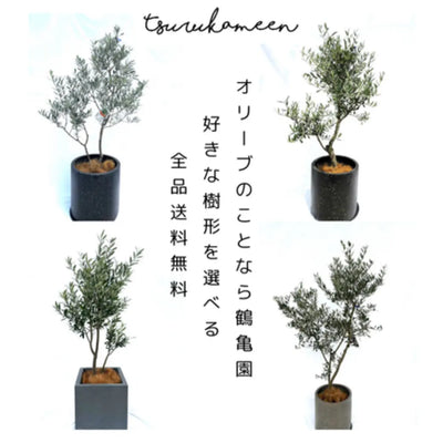 幸せを贈るオリーブギフト｜鶴亀園のご提案