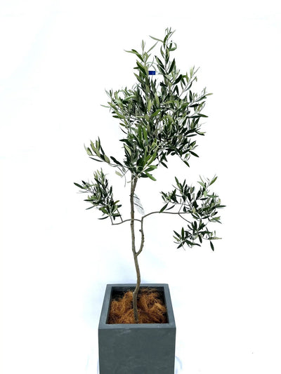 オリーブの品種ガイド｜種類ごとの特徴と育て方のポイント – ページ2