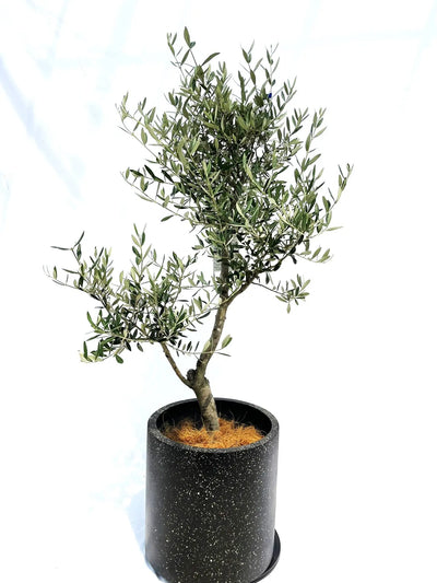 鉢植えオリーブの木の風対策｜転倒・枝折れを防ぐ7つの工夫