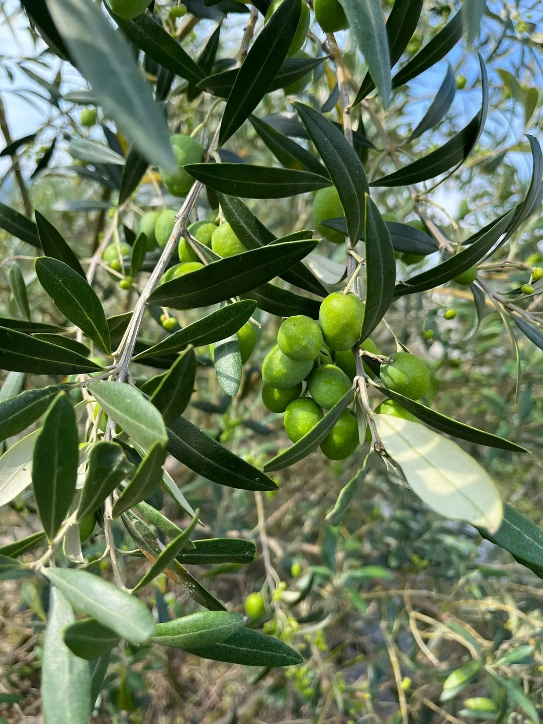 オリーブの木 総合ガイド｜観葉植物・庭木としての楽しみ方 – 株式会社