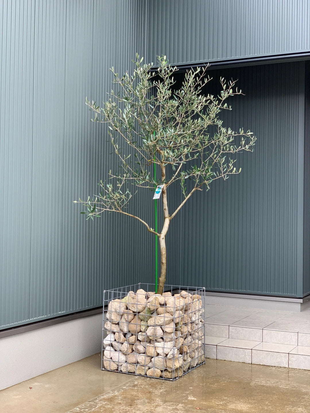 オリーブの木 オリーブの木 総合ガイド｜観葉植物・庭木としての楽しみ方 – 株式会社