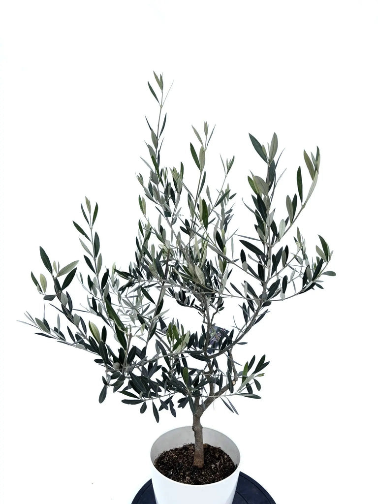 NO.10424-1_26d135b6-bd0e-4ad2- 