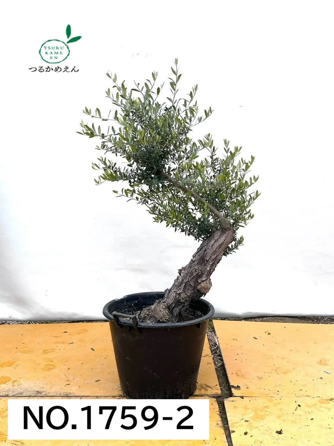 オリーブの樹形とは｜仕立て方・好みに合った形の選び方 – 株式会社鶴亀園