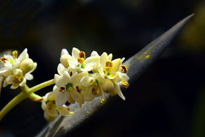 オリーブの花について