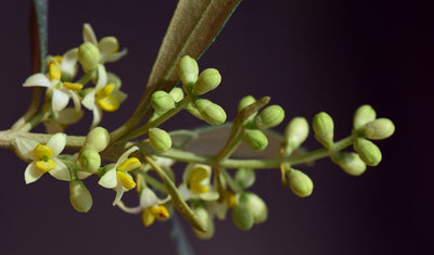 オリーブの花粉について