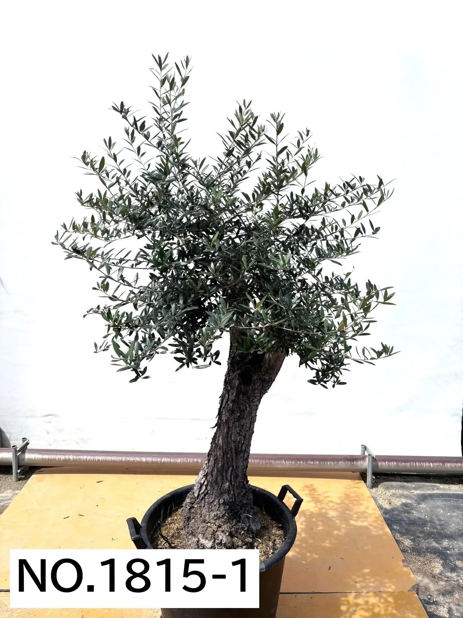 風格ある古木オリーブ - 株式会社鶴亀園 – ページ9