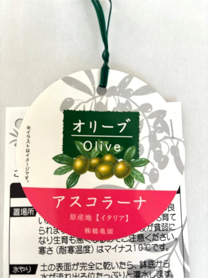 NEWアスコラーナ（オリーブの木）｜Lサイズ｜NO.10680｜約175cm｜観賞