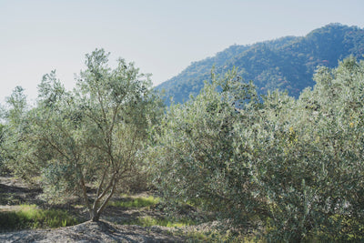 太陽のきらめき｜香川県産エクストラバージンオリーブオイル（50ml・100ml・200ml）