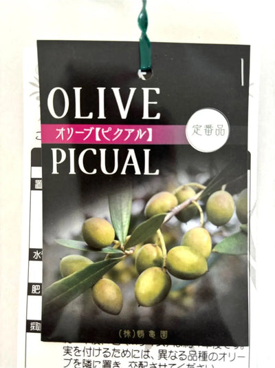 ピクアル　Sサイズ　110cm　K-22　オリーブの木 株式会社鶴亀園