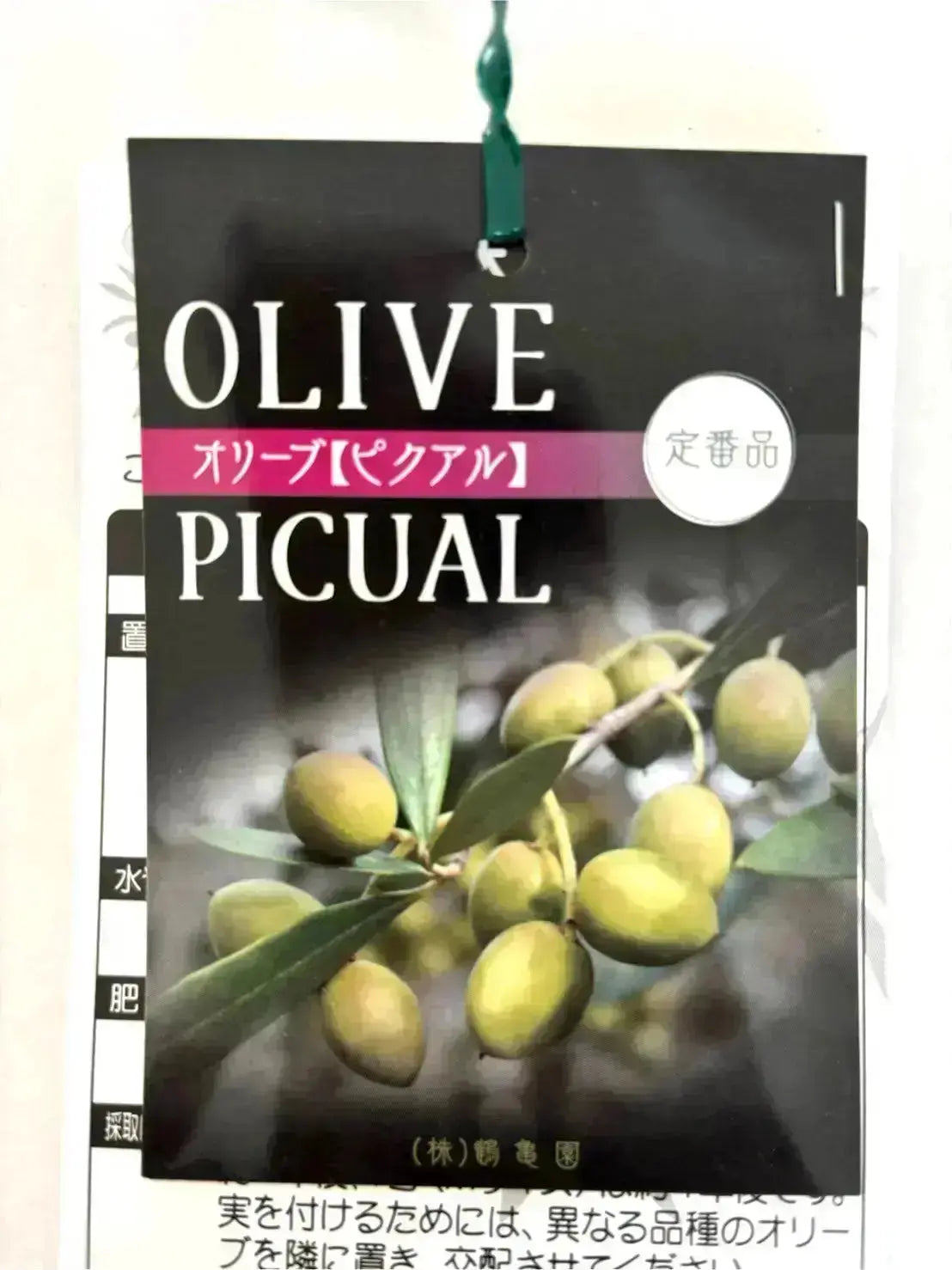 ピクアル　Mサイズ　約100cm　NO.10374　オリーブの木 株式会社鶴亀園