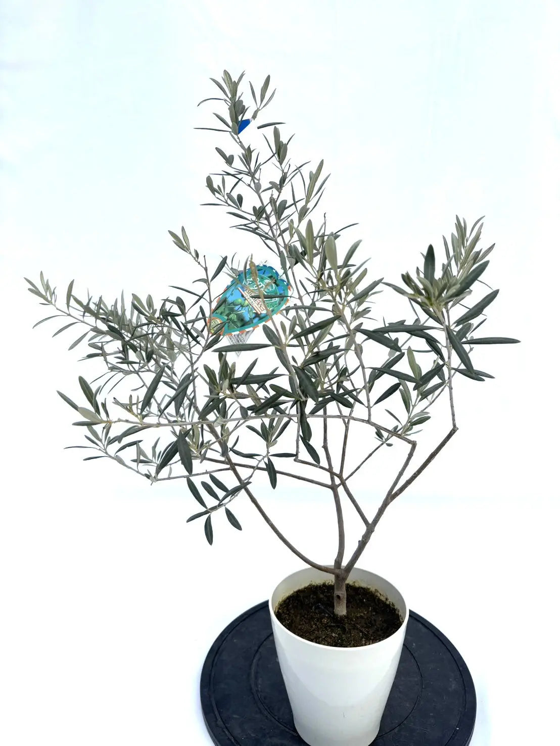 ぷりん　オリーブの木　アメリカン　太幹　植物 ぷりん オリーブの木 アメリカン 太幹 植物 K-59-2_1080x.jpg?v