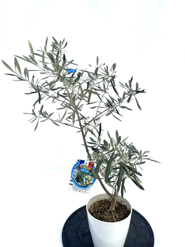 ワッガベルダル XSサイズ 約80cm NO.10166 オリーブの木 - 株式会社鶴亀園