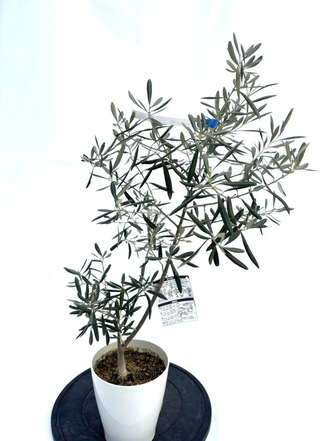 ワッガベルダル XSサイズ 約80cm NO.10166 オリーブの木 - 株式会社鶴亀園