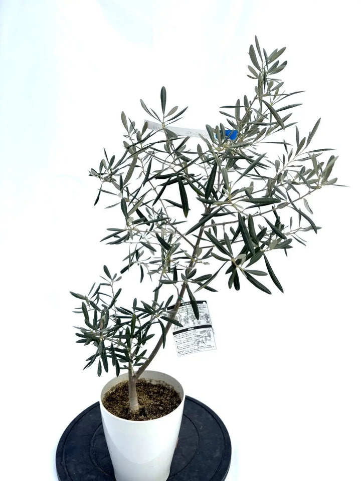 ワッガベルダル XSサイズ 約80cm NO.10166 オリーブの木 - 株式会社鶴亀園