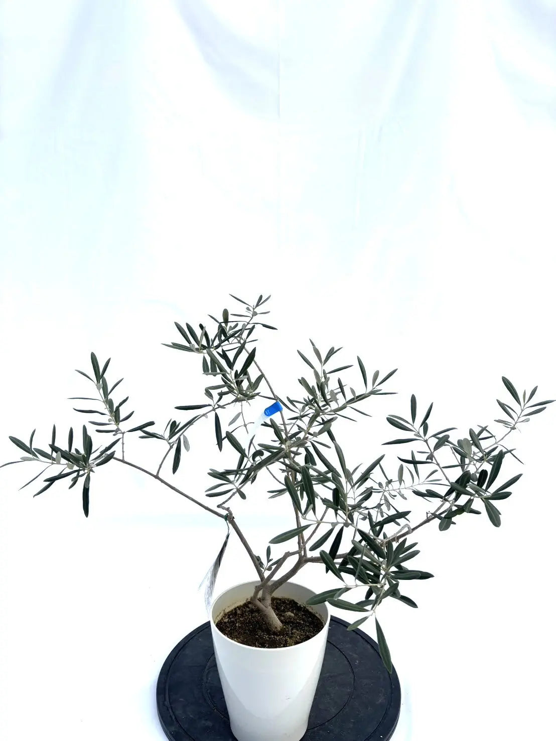 オリーブの木　ワッガベルダル　6号　60cm　NO.167　希少品種　観葉植物 希少】ワッガベルダル（オリーブの木）〈室内向き〉｜約60cm｜XSサイズ