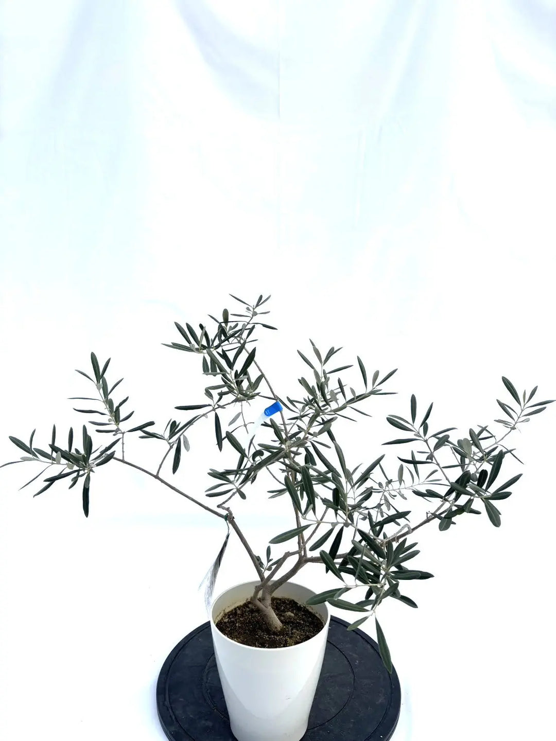 希少】ワッガベルダル（オリーブの木）〈室内向き〉｜約60cm｜XSサイズ