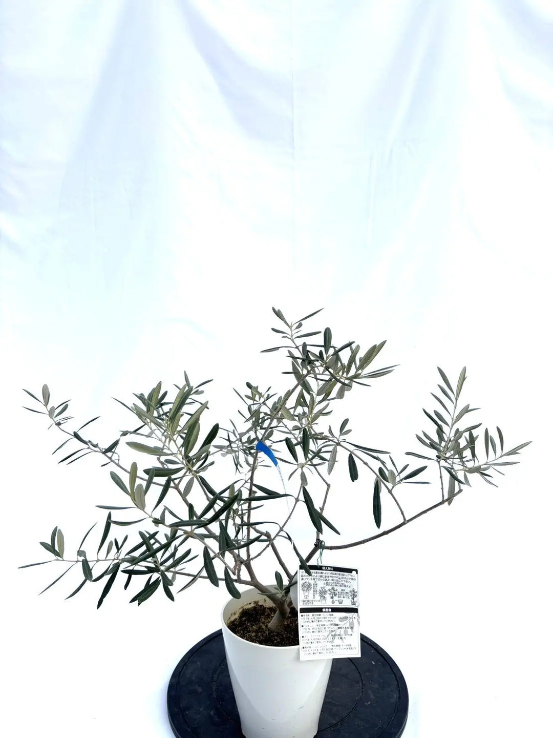 希少】ワッガベルダル（オリーブの木）〈室内向き〉｜約60cm｜XSサイズ