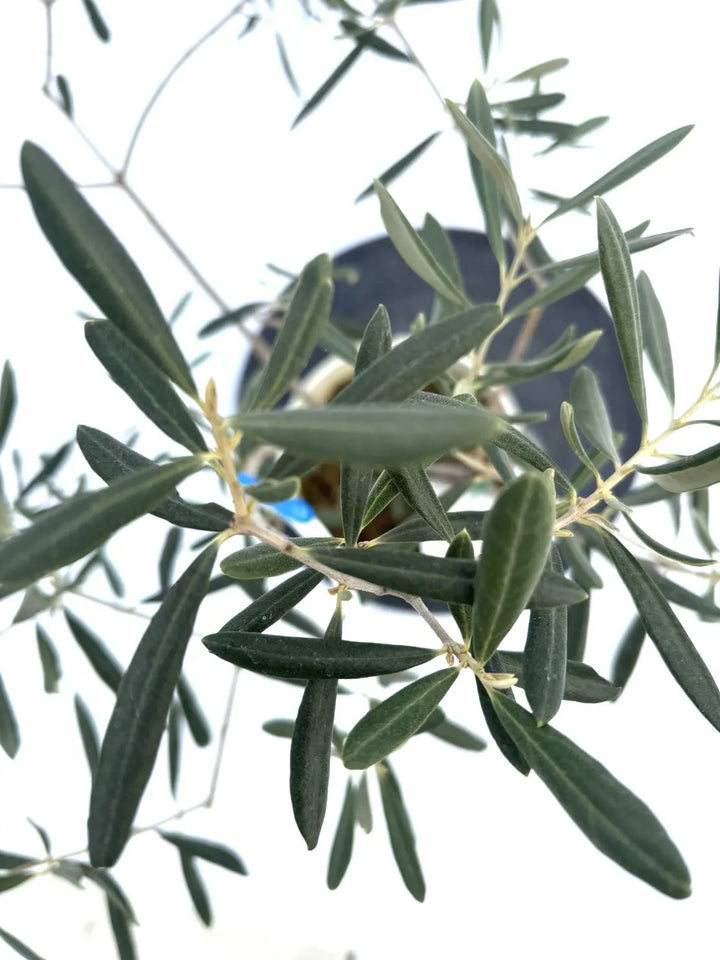 希少】ワッガベルダル（オリーブの木）〈室内向き〉｜約60cm｜XSサイズ