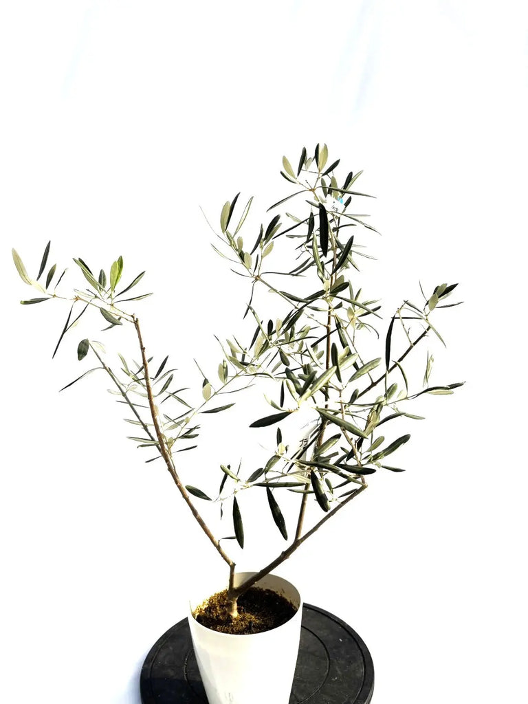 オリーブの木 ブラックイタリアン 8号 約110cm K-29 一点物 希少品種