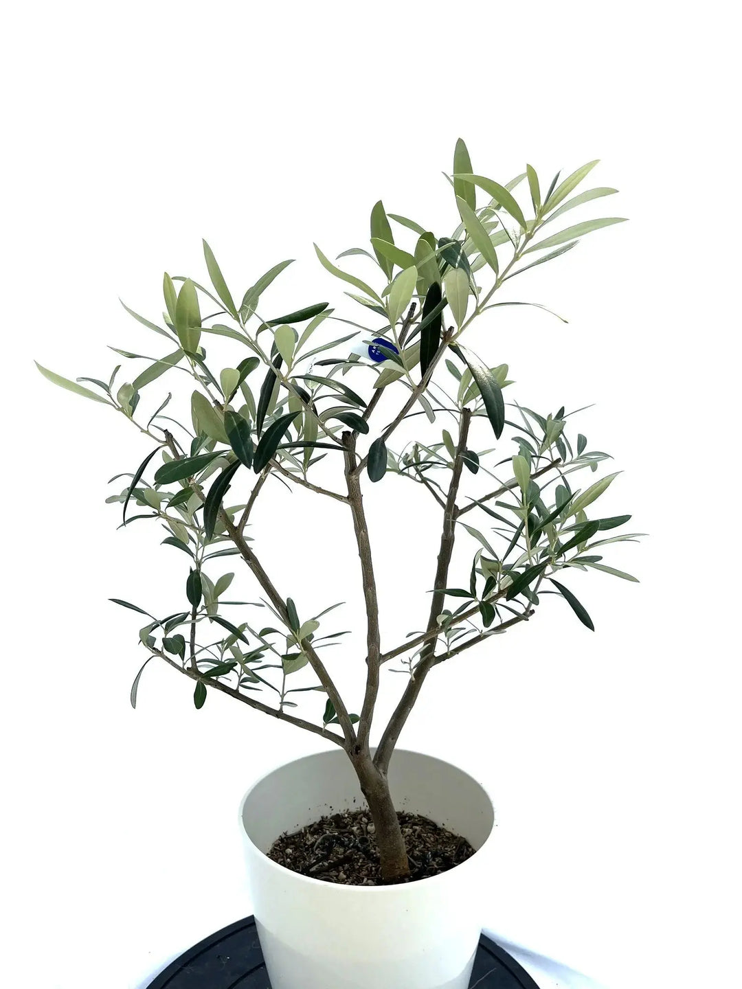 ワンセブンセブン Sサイズ 約70cm NO.10257 オリーブの木 - 株式
