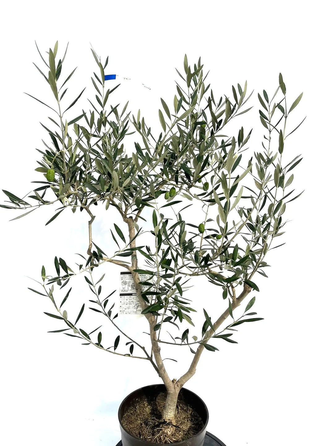 アザパ Mサイズ 約120cm NO.10258 オリーブの木 - 株式会社鶴亀園