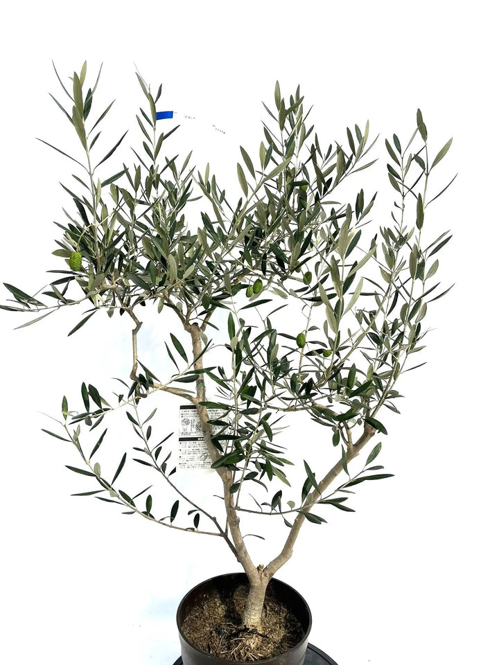アザパ Mサイズ 約120cm NO.10258 オリーブの木 - 株式会社鶴亀園