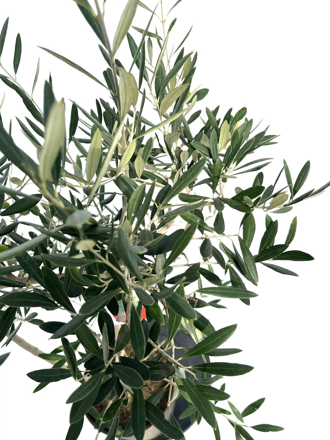 アザパ Mサイズ 約120cm NO.10258 オリーブの木 - 株式会社鶴亀園