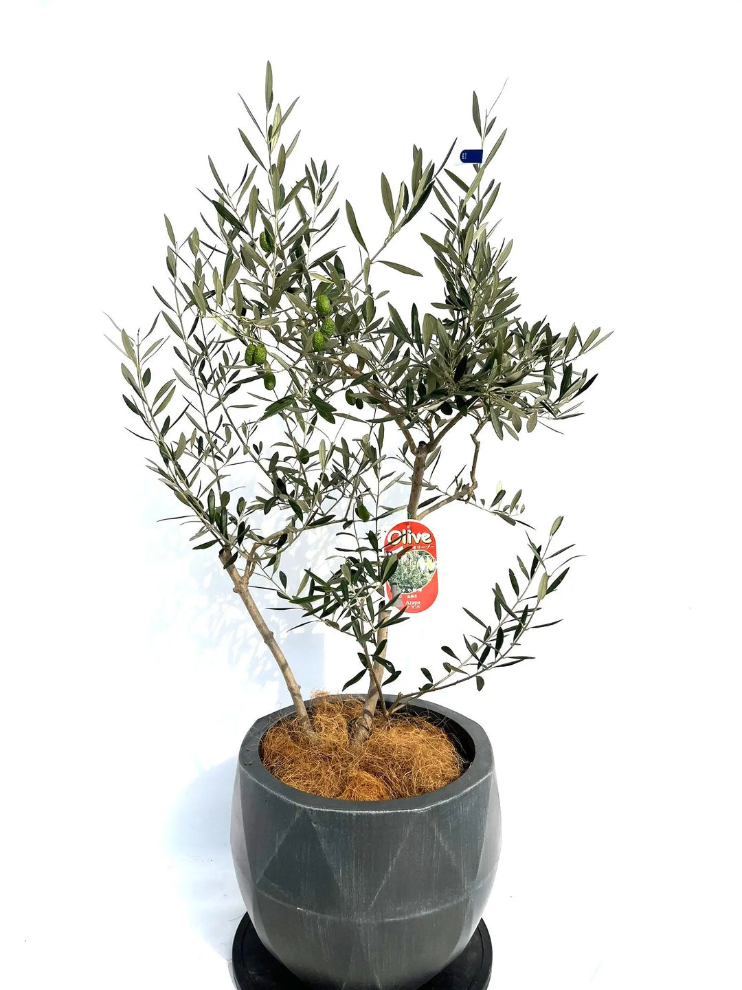オリーブの木　アザパ 10258-4_1080x.jpg?v=1729332834