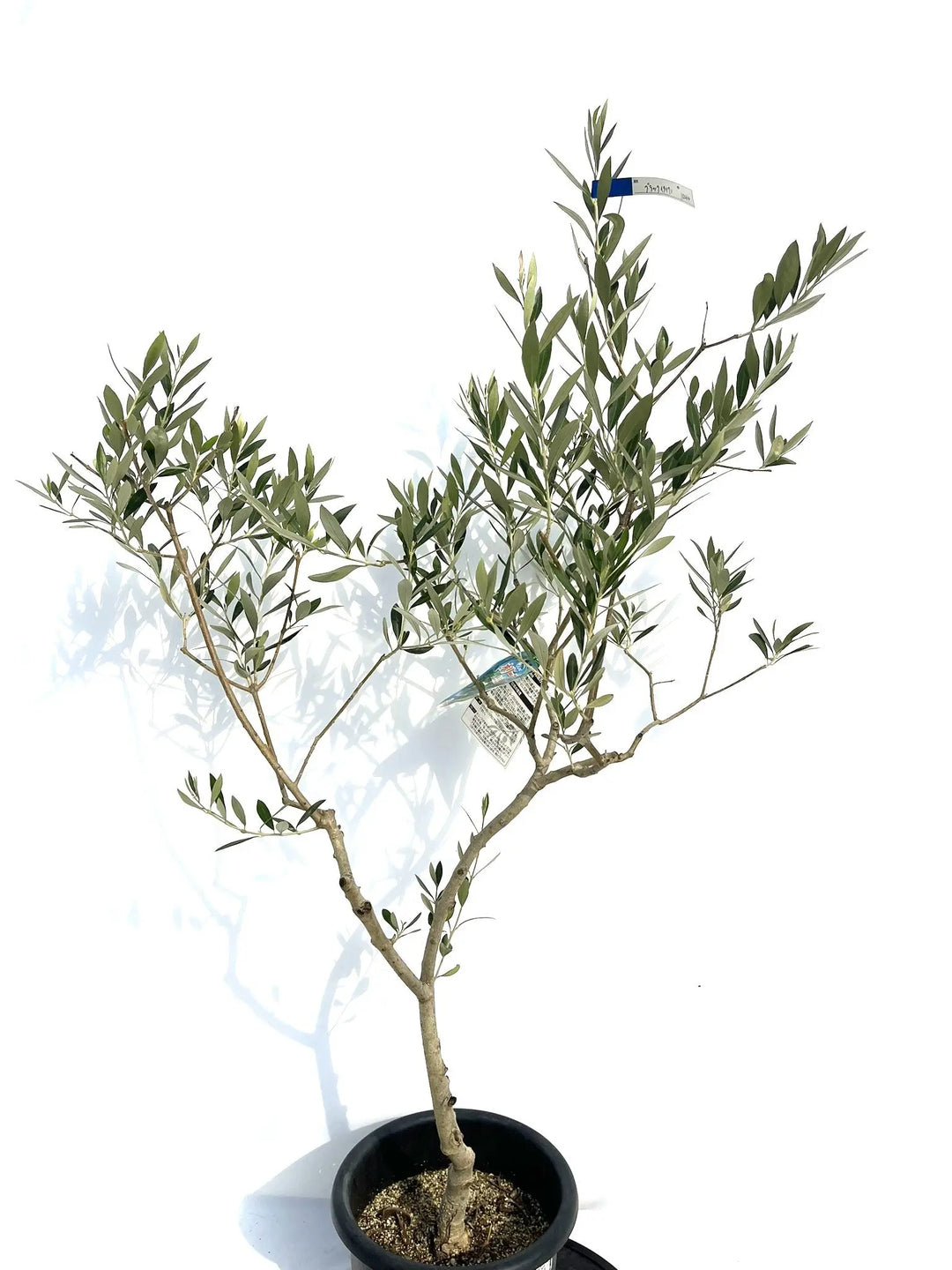ブラックイタリアン Mサイズ 約130cm NO.10264 オリーブの木 - 株式