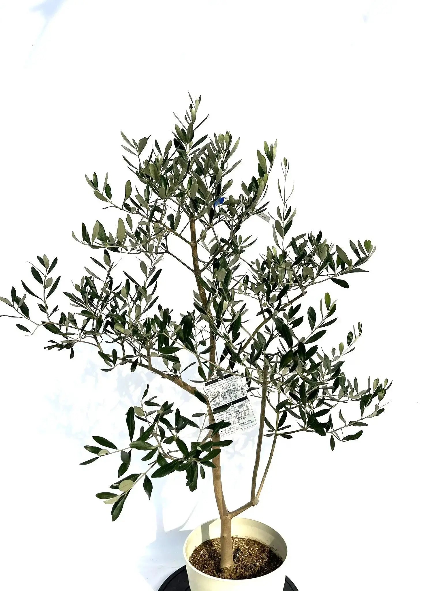 オリーブの木 ルッカ Sサイズ8本セット - 株式会社鶴亀園