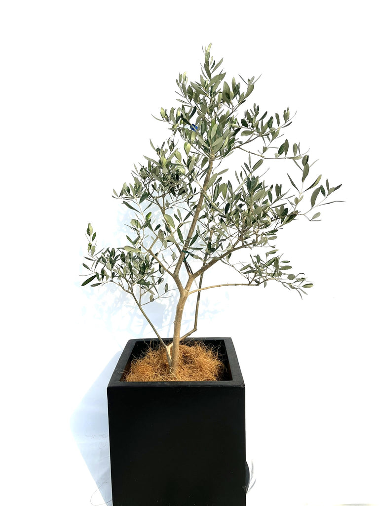 ルッカ Mサイズ 約130cm NO.10265 オリーブの木□品種名 ルッカ