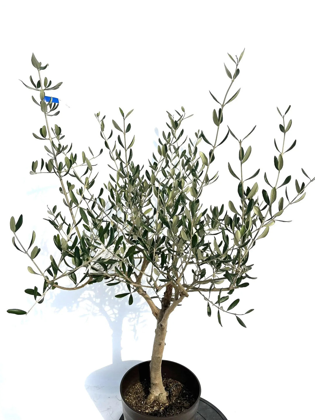 オリーブの木　ルッカ ルッカ Mサイズ 約120cm NO.10266 オリーブの木 - 株式会社鶴亀園